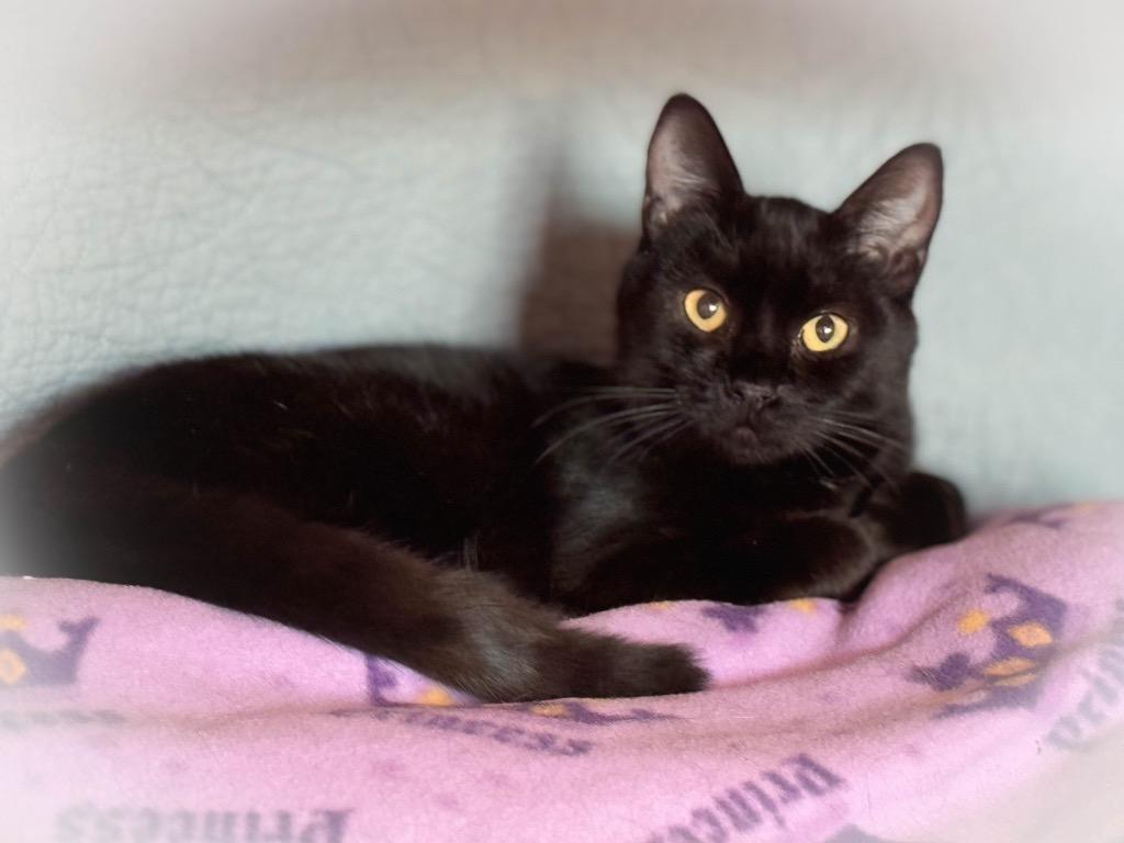 Ricky, Adoptable, Young Male Domestic Short Hair.