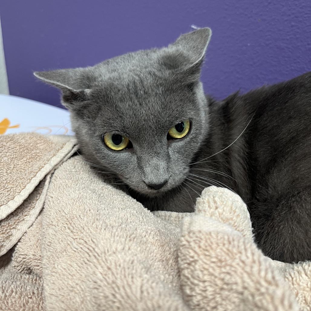 Silvera, Adoptable, Young Female Domestic Short Hair & Domestic Short Hair.