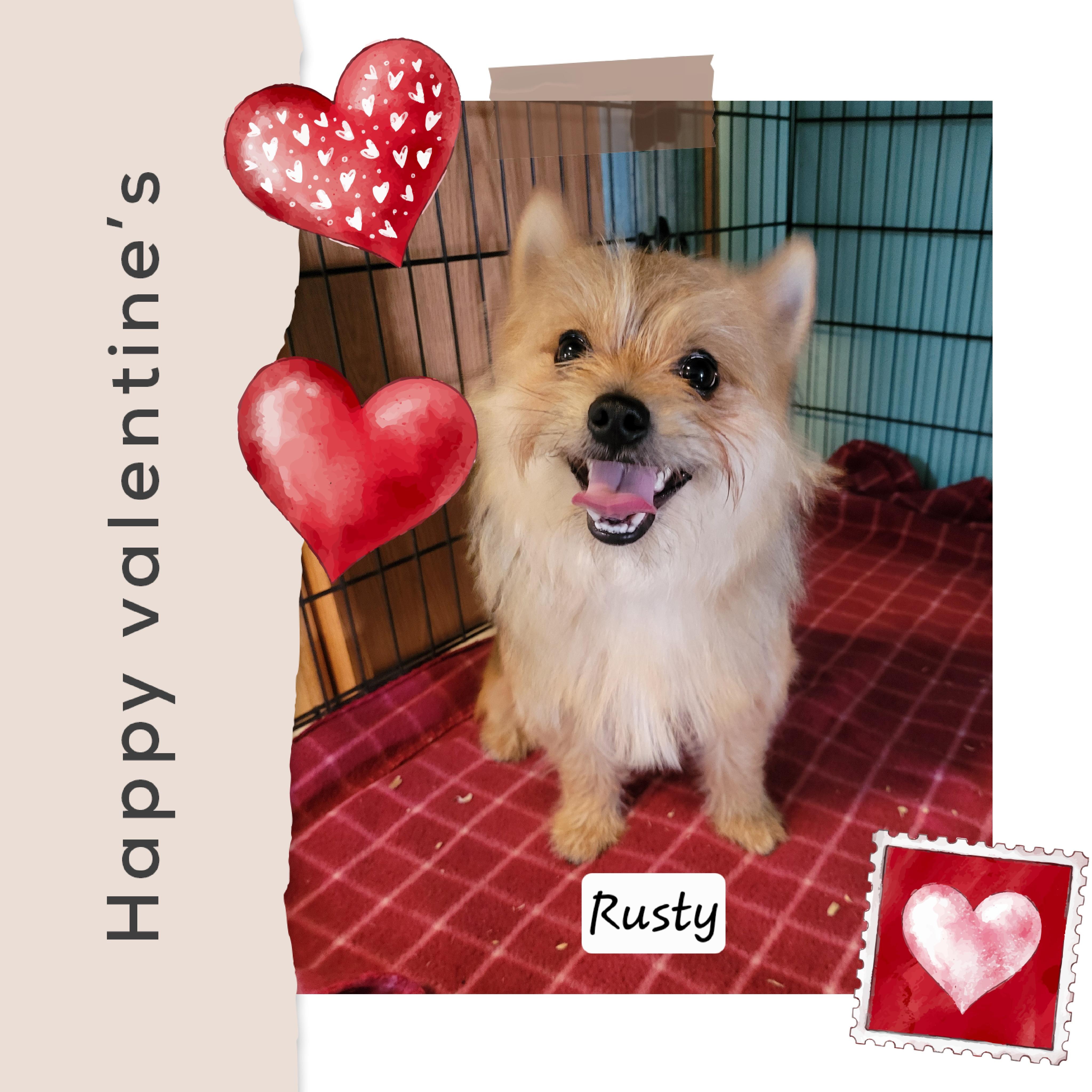 Rusty, ADOPTABLE, Adult Male Terrier.