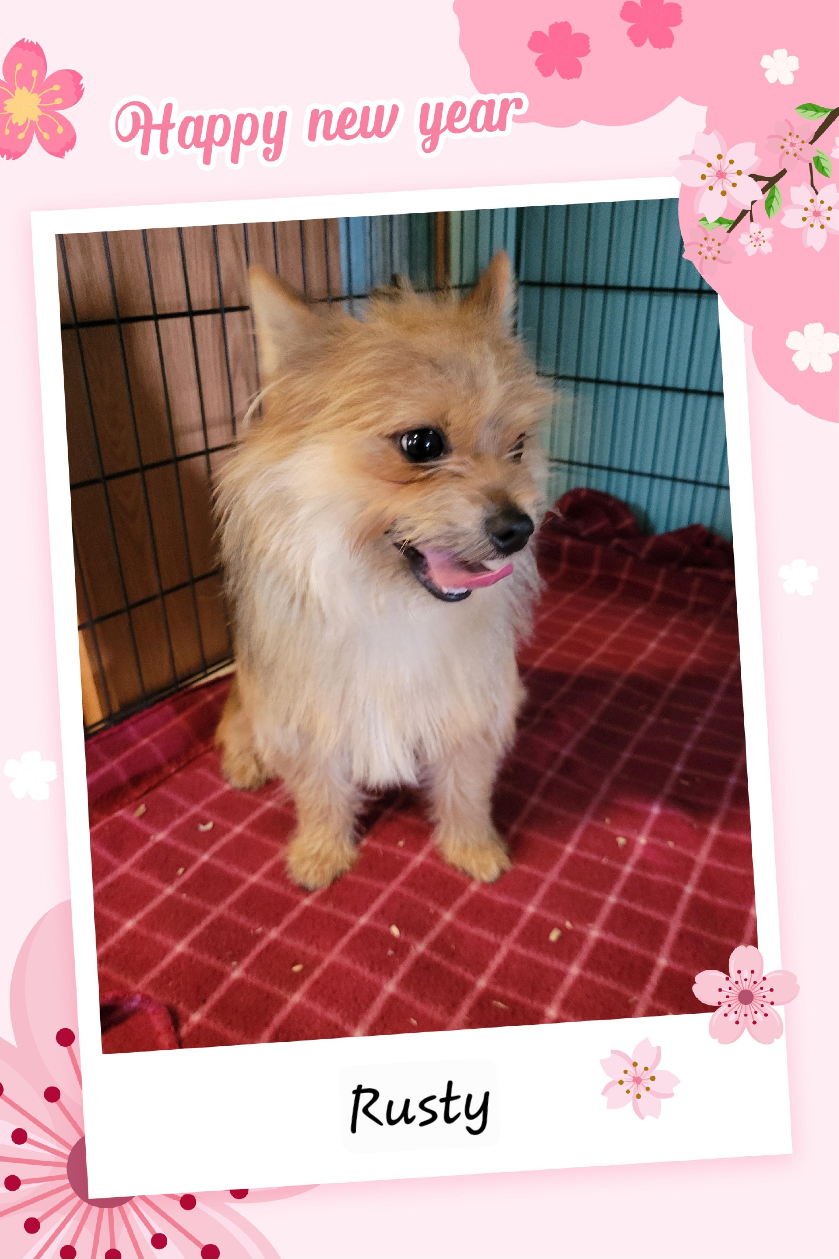 Enlarge Rusty, a ADOPTABLE mixed breed in Granbury, TX image 2/2