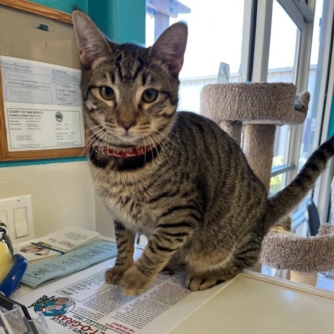Enlarge Scooby, a Adoptable Domestic Short Hair in Hollister, CA image 4/6