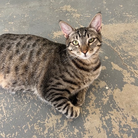 Enlarge Scooby, a Adoptable Domestic Short Hair in Hollister, CA image 2/6