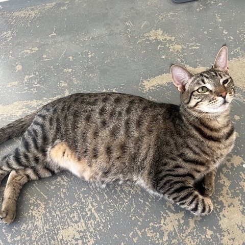 Enlarge Scooby, a Adoptable Domestic Short Hair in Hollister, CA image 3/6