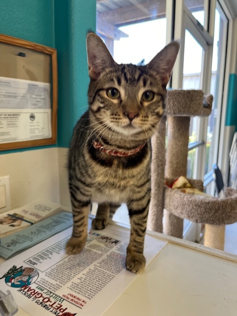 Enlarge Scooby, a Adoptable Domestic Short Hair in Hollister, CA image 5/6