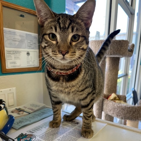 Enlarge Scooby, a Adoptable Domestic Short Hair in Hollister, CA image 6/6