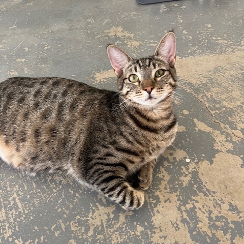 Enlarge Scooby, a Adoptable Domestic Short Hair in Hollister, CA image 1/6