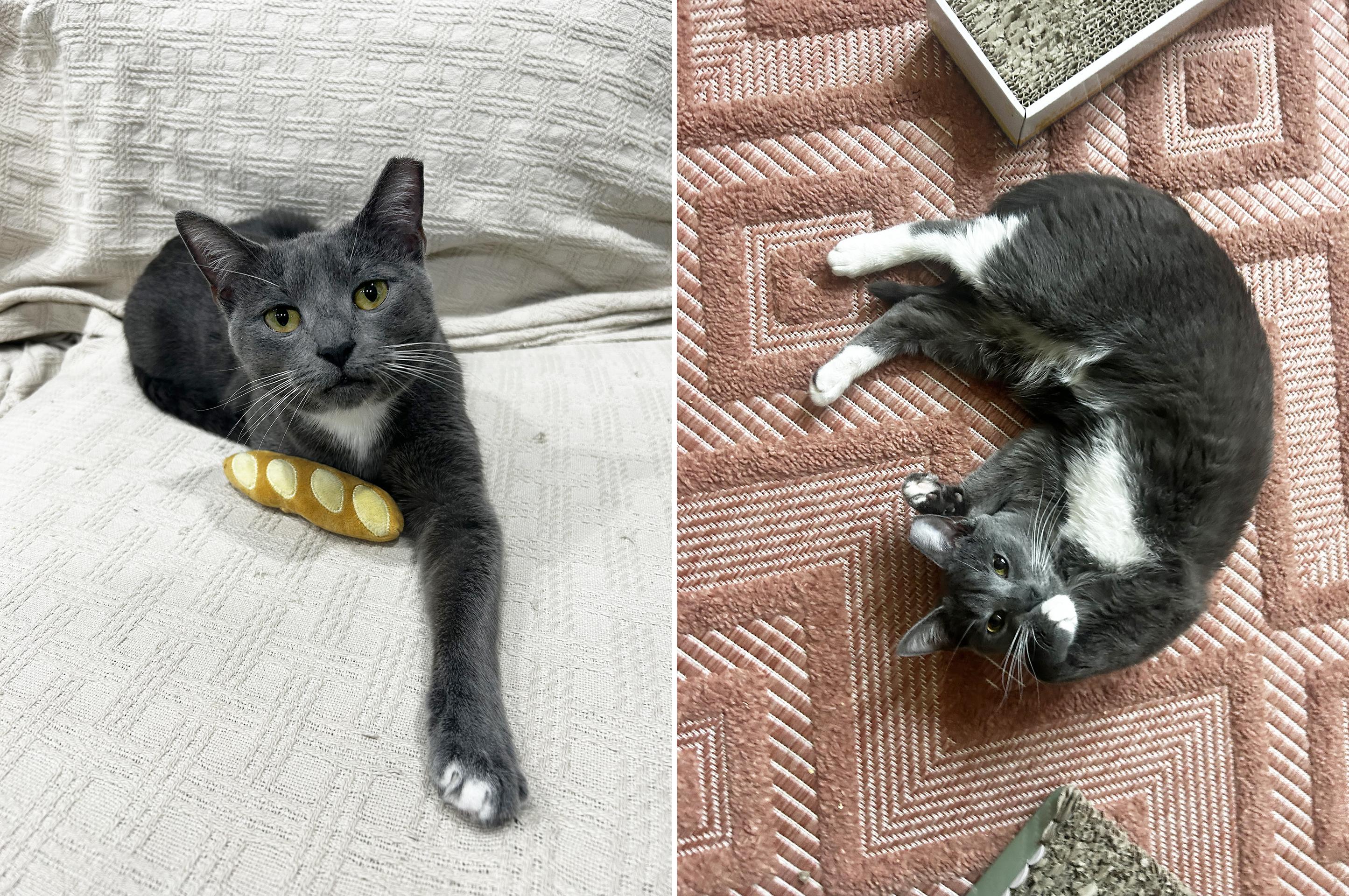 Enlarge TJ Snyder, a Adoptable Domestic Short Hair in Philadelphia, PA image 6/6