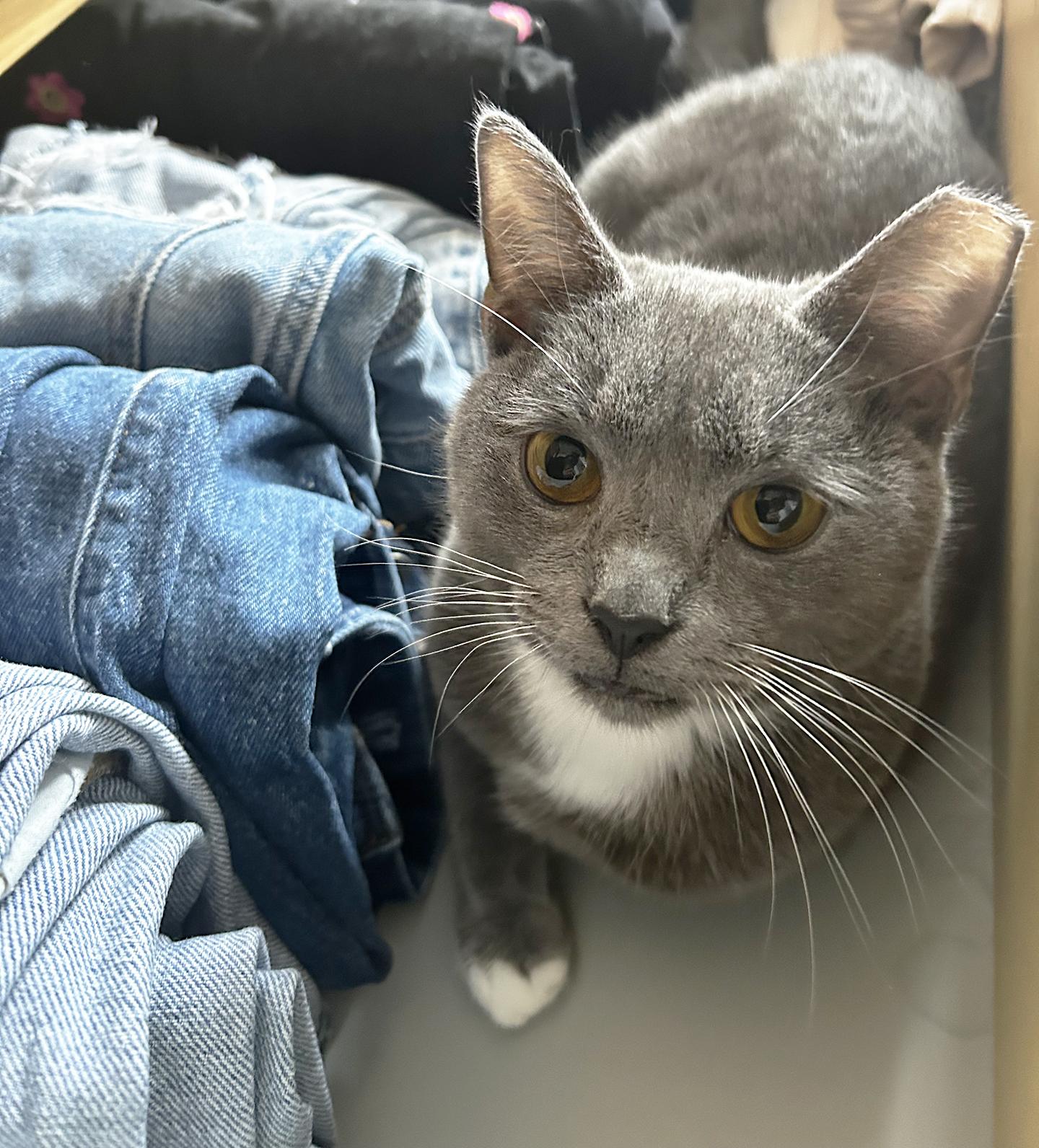 Enlarge TJ Snyder, a Adoptable Domestic Short Hair in Philadelphia, PA image 4/6