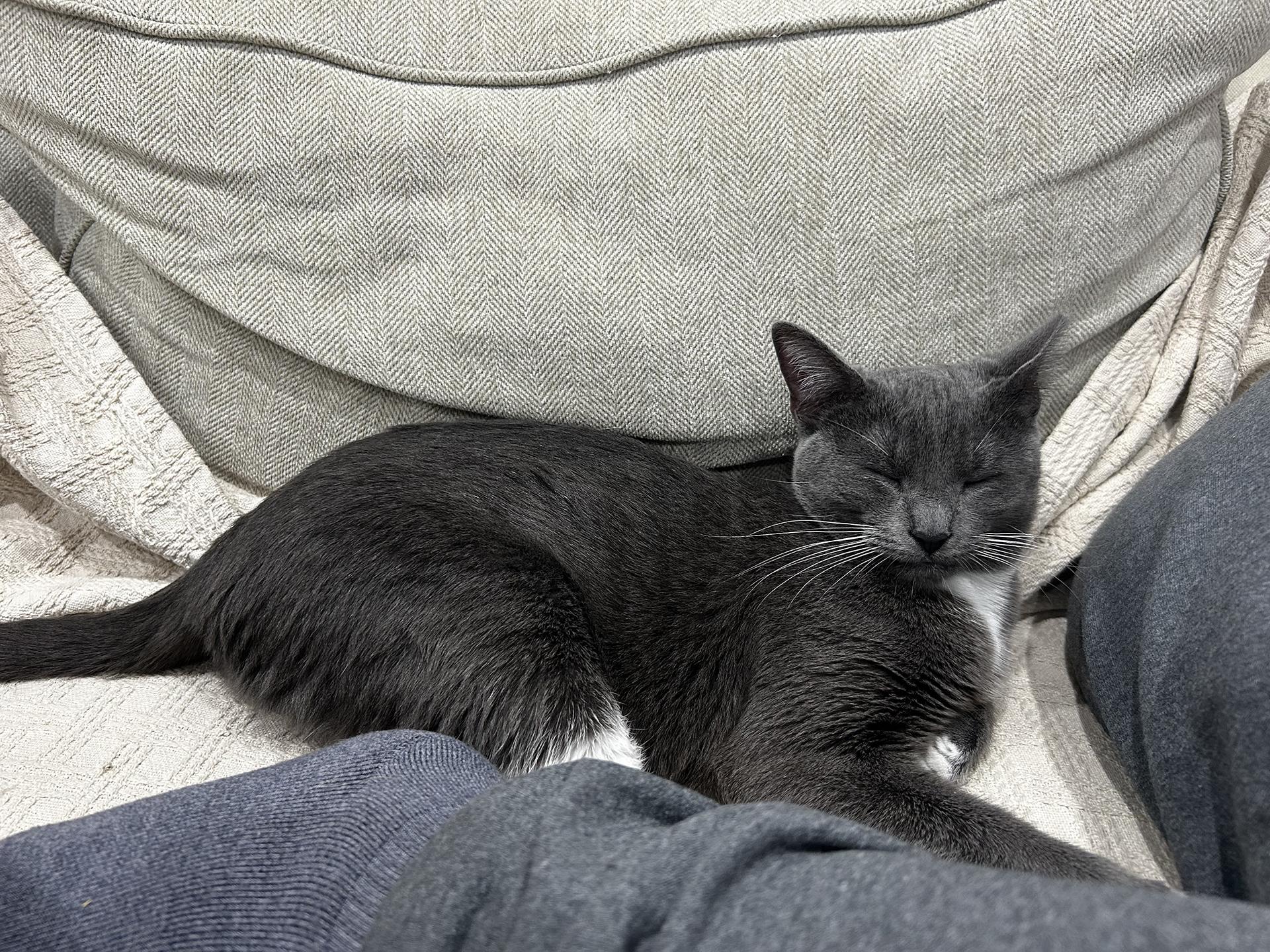 Enlarge TJ Snyder, a Adoptable Domestic Short Hair in Philadelphia, PA image 5/6