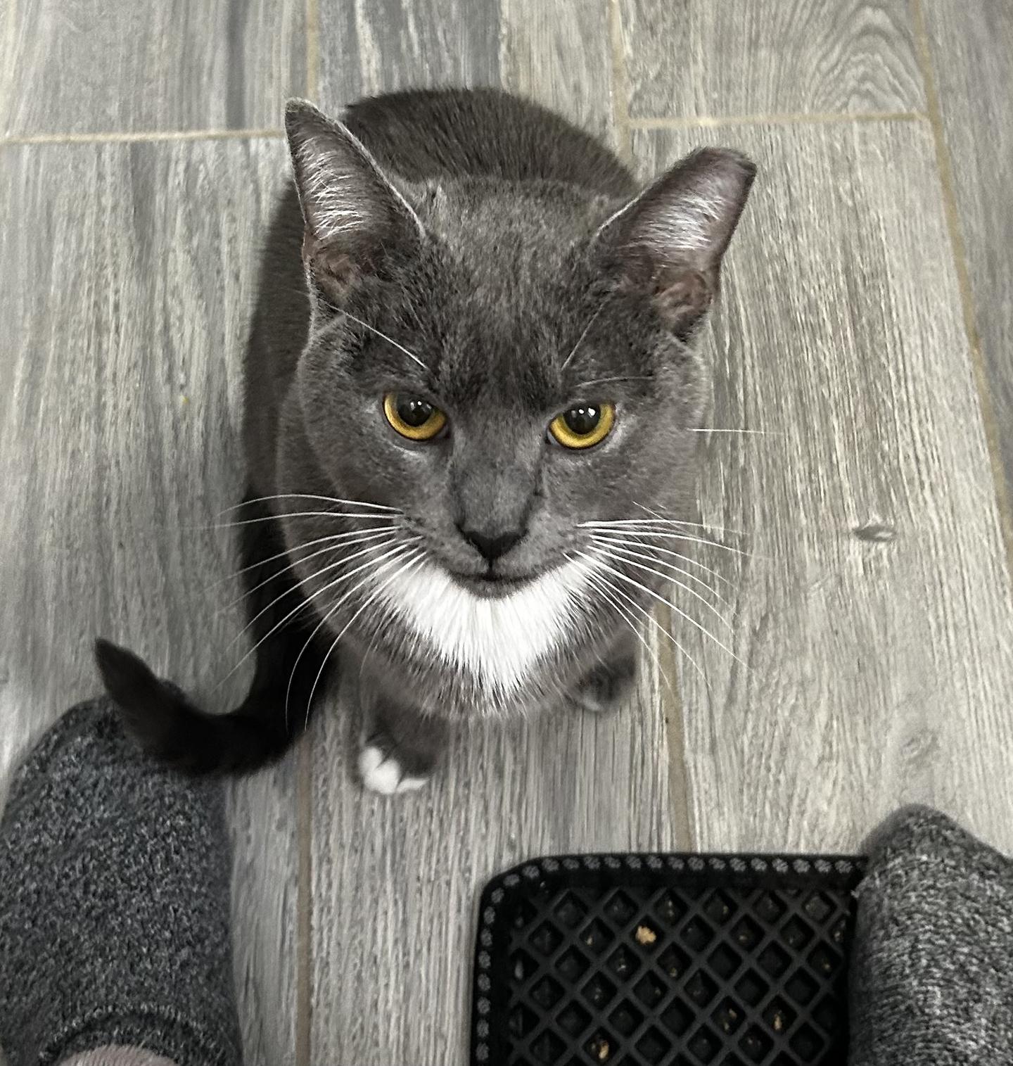 Enlarge TJ Snyder, a Adoptable Domestic Short Hair in Philadelphia, PA image 2/6