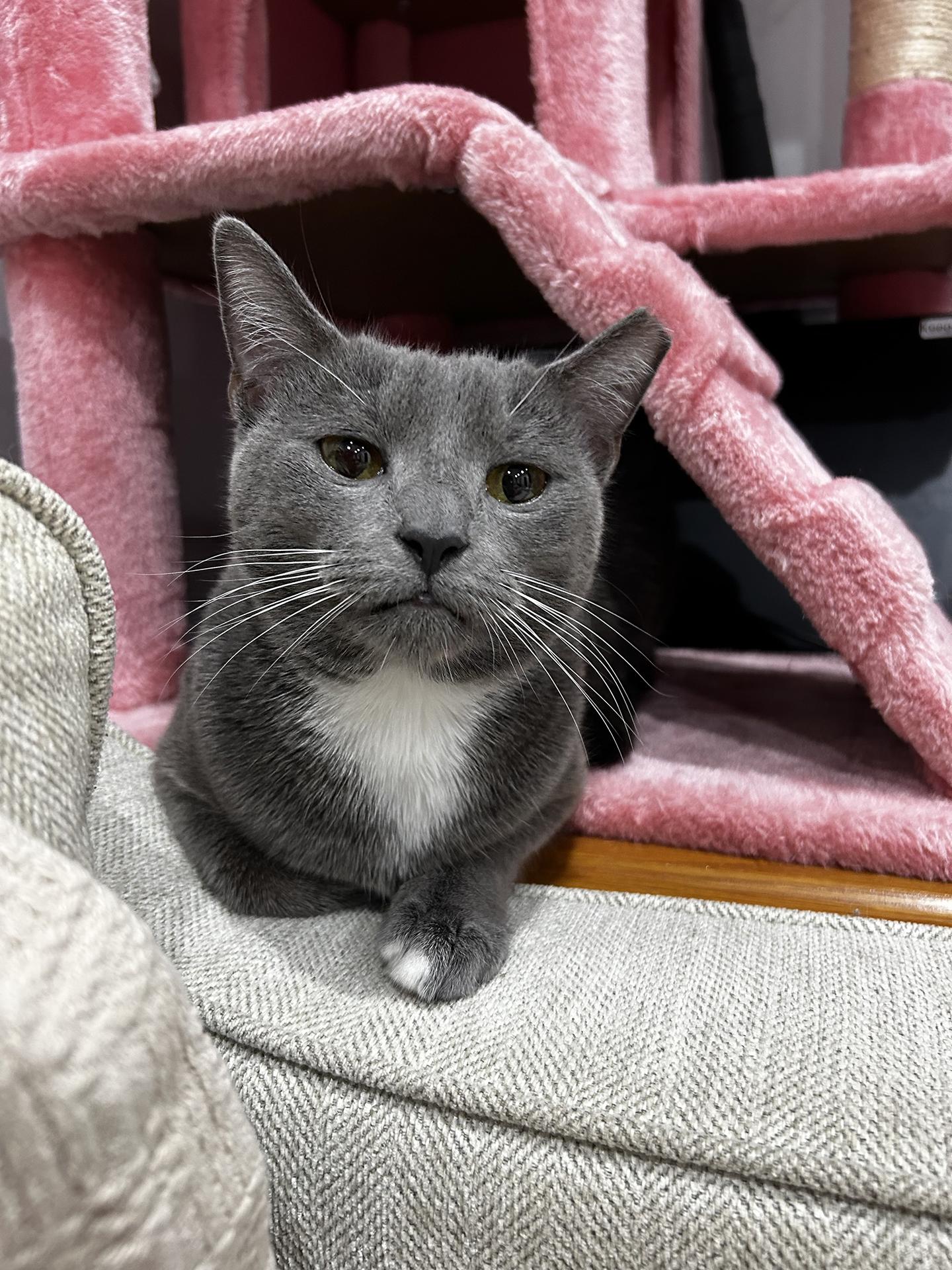 Enlarge TJ Snyder, a Adoptable Domestic Short Hair in Philadelphia, PA image 3/6