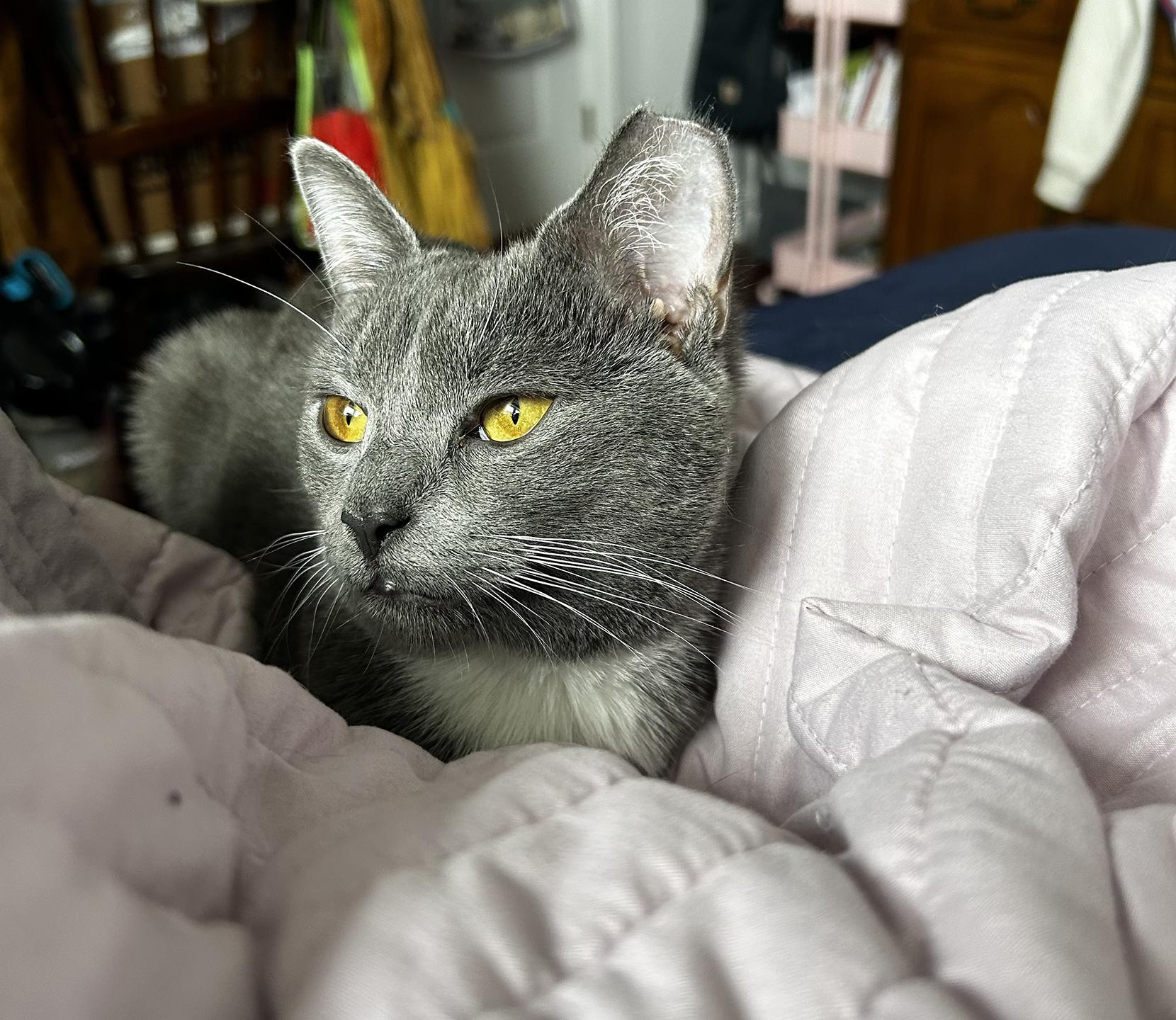 Enlarge TJ Snyder, a Adoptable Domestic Short Hair in Philadelphia, PA image 1/6