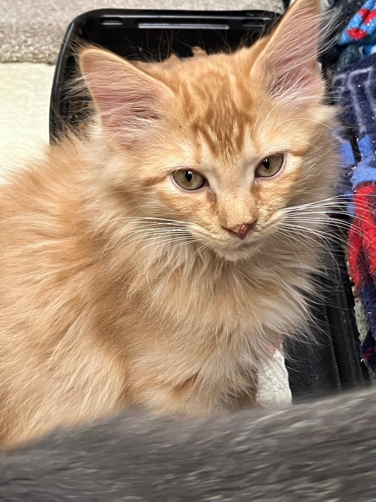 Enlarge Aaron.  Daisy 2, a Adoptable mixed breed in Lunenburg, MA image 1/1