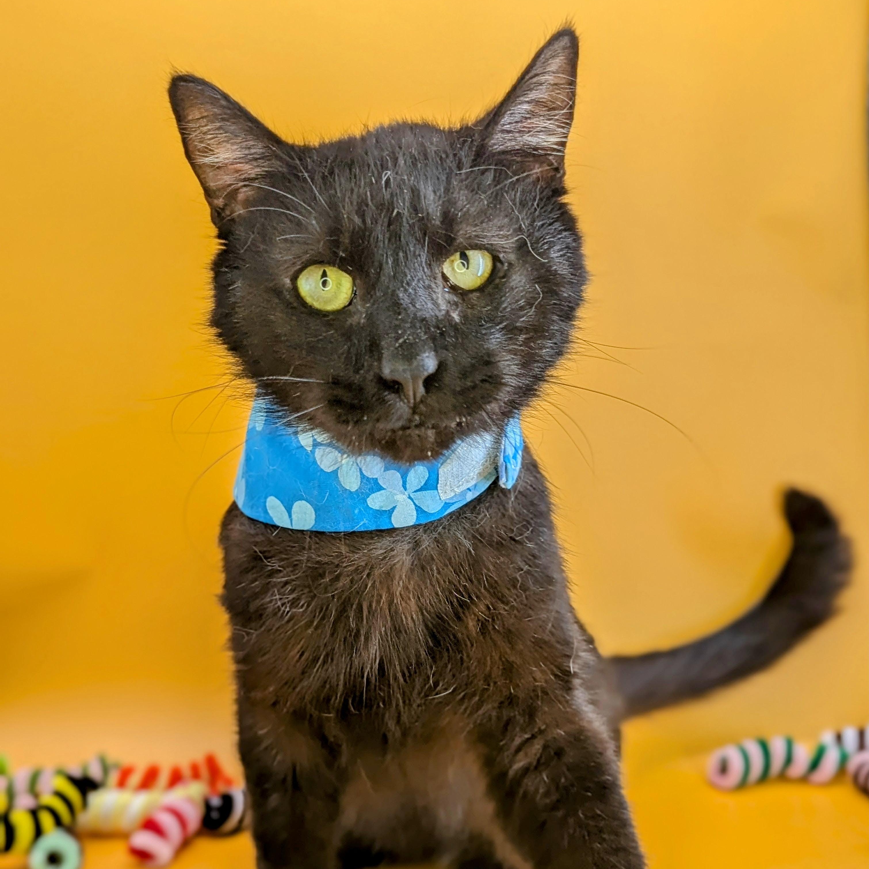 Neko (Snuggle Supreme) Domestic Short Hair Cat
