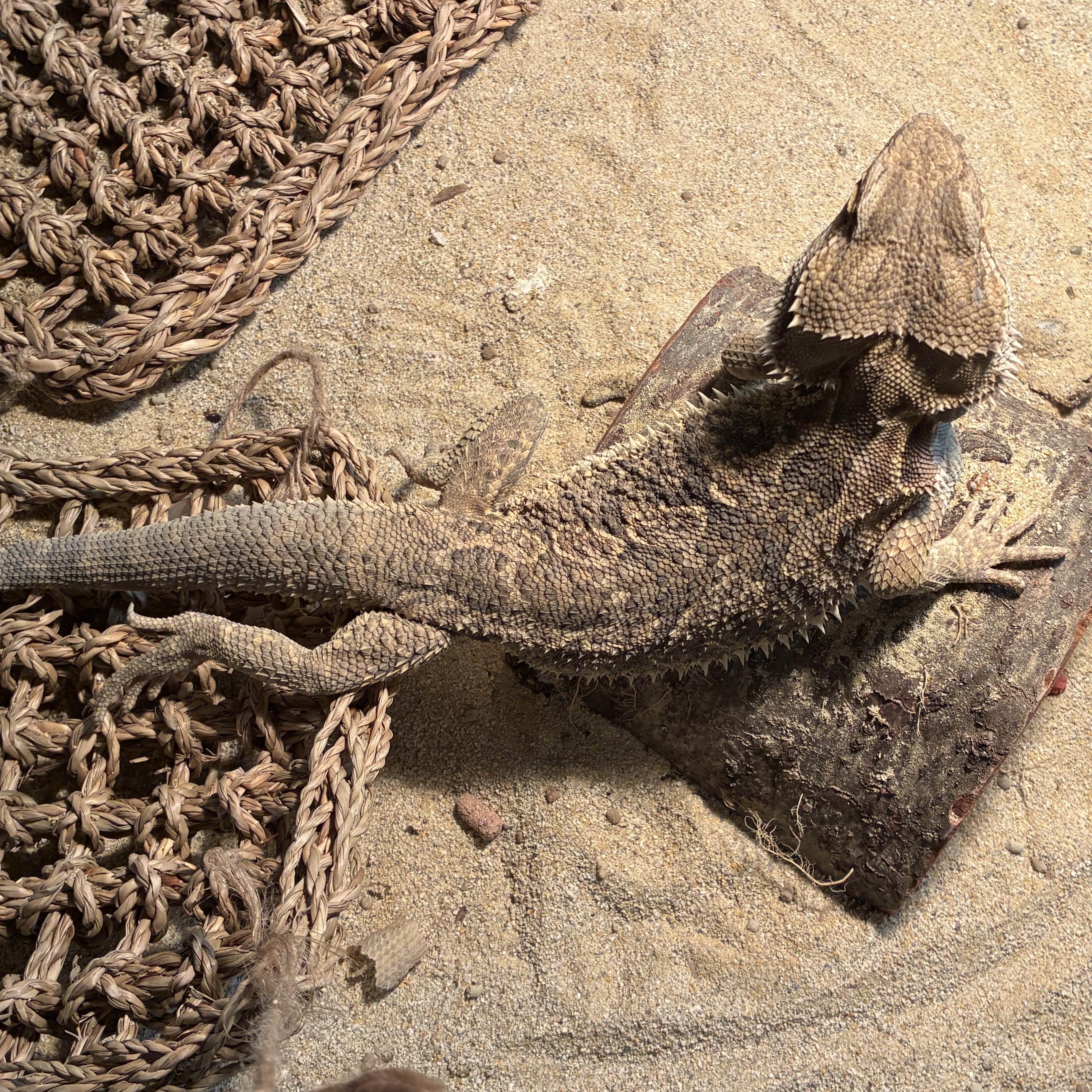 Enlarge Mushu, a Adoptable Lizard in Alvarado, TX image 3/3