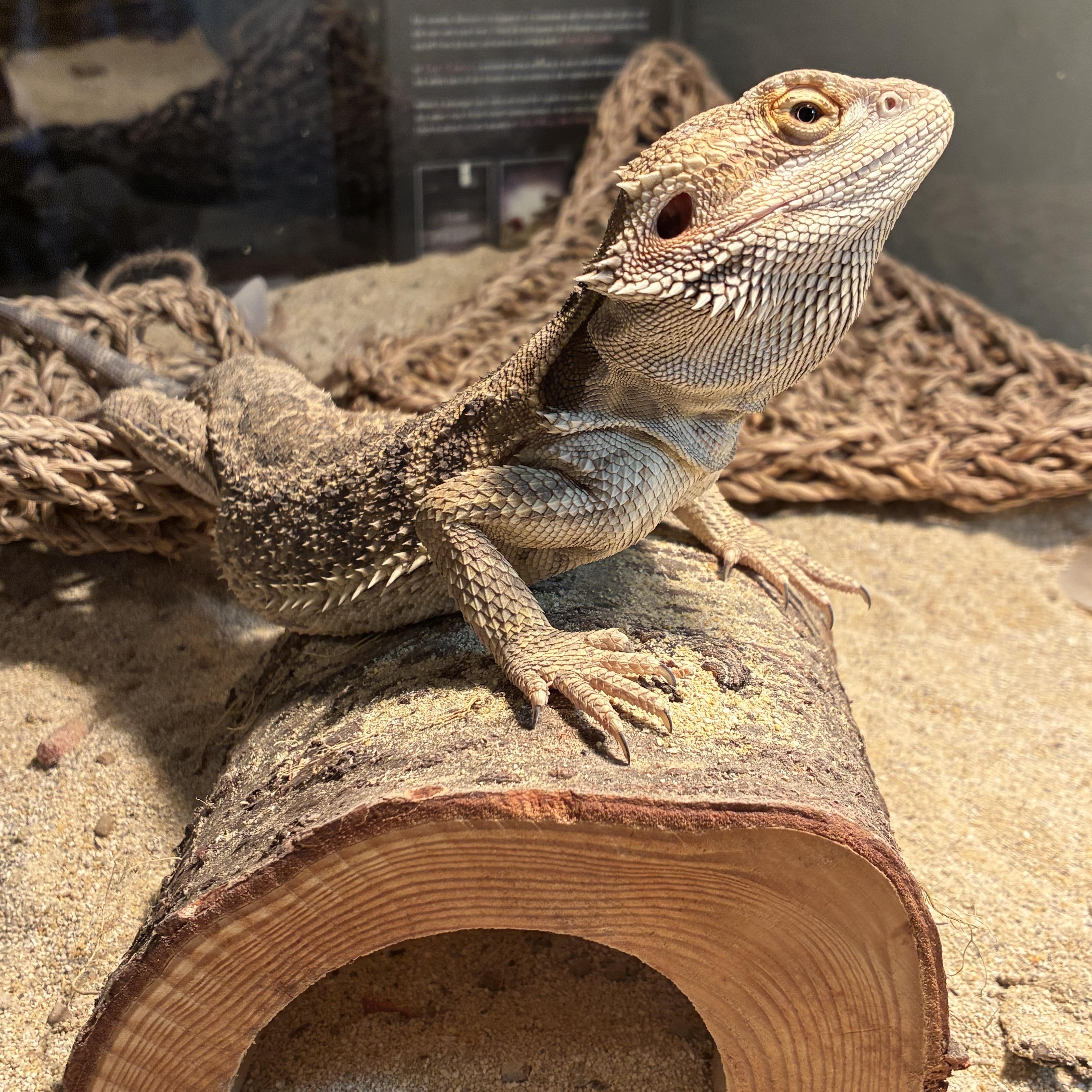 Mushu, Adoptable, Young Male Lizard.