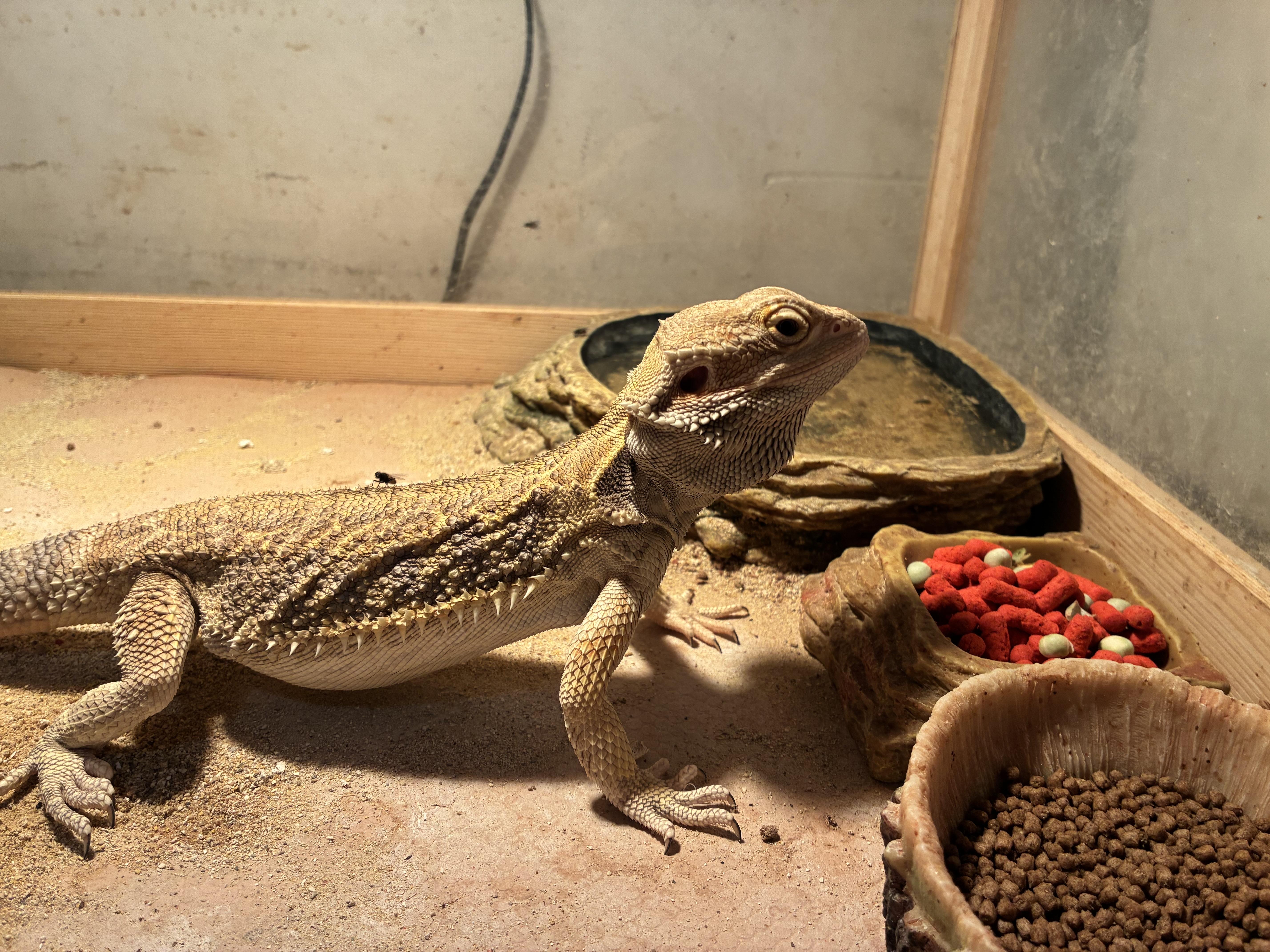 Enlarge Mushu, a Adoptable Lizard in Alvarado, TX image 2/3