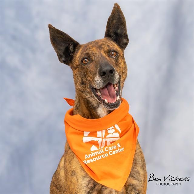 Enlarge FEZ, a Adoptable Dutch Shepherd in Albuquerque, NM image 1/1