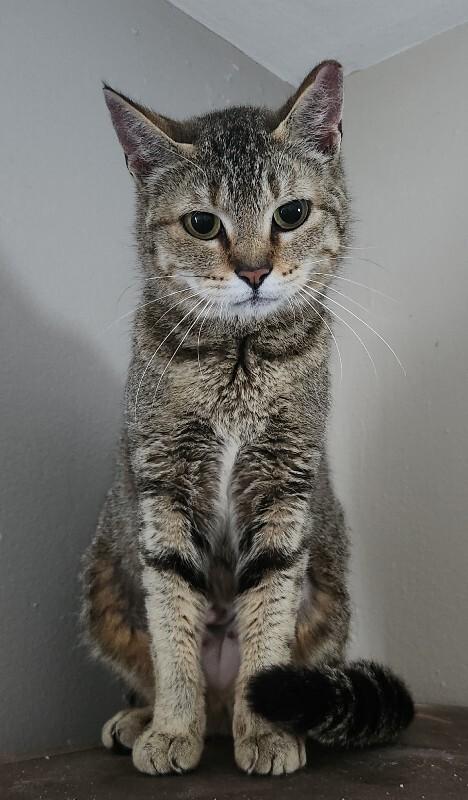 Basil (Barn Cat), Adoptable, Adult Female Domestic Short Hair.