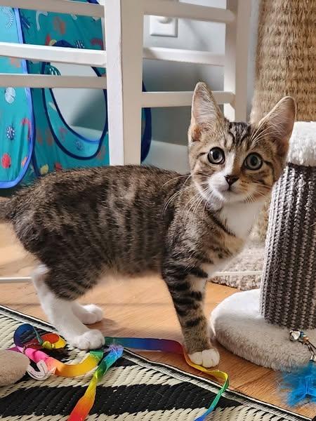 Luke, Adopted, Young Male Domestic Short Hair.