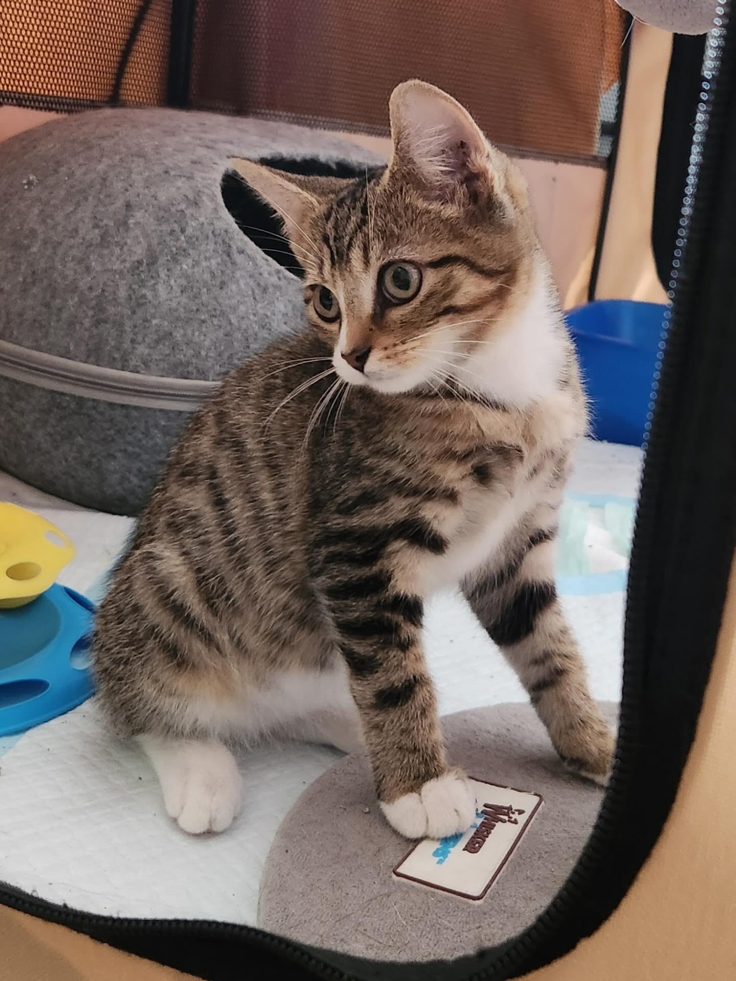 Luke, Adopted, Young Male Domestic Short Hair.
