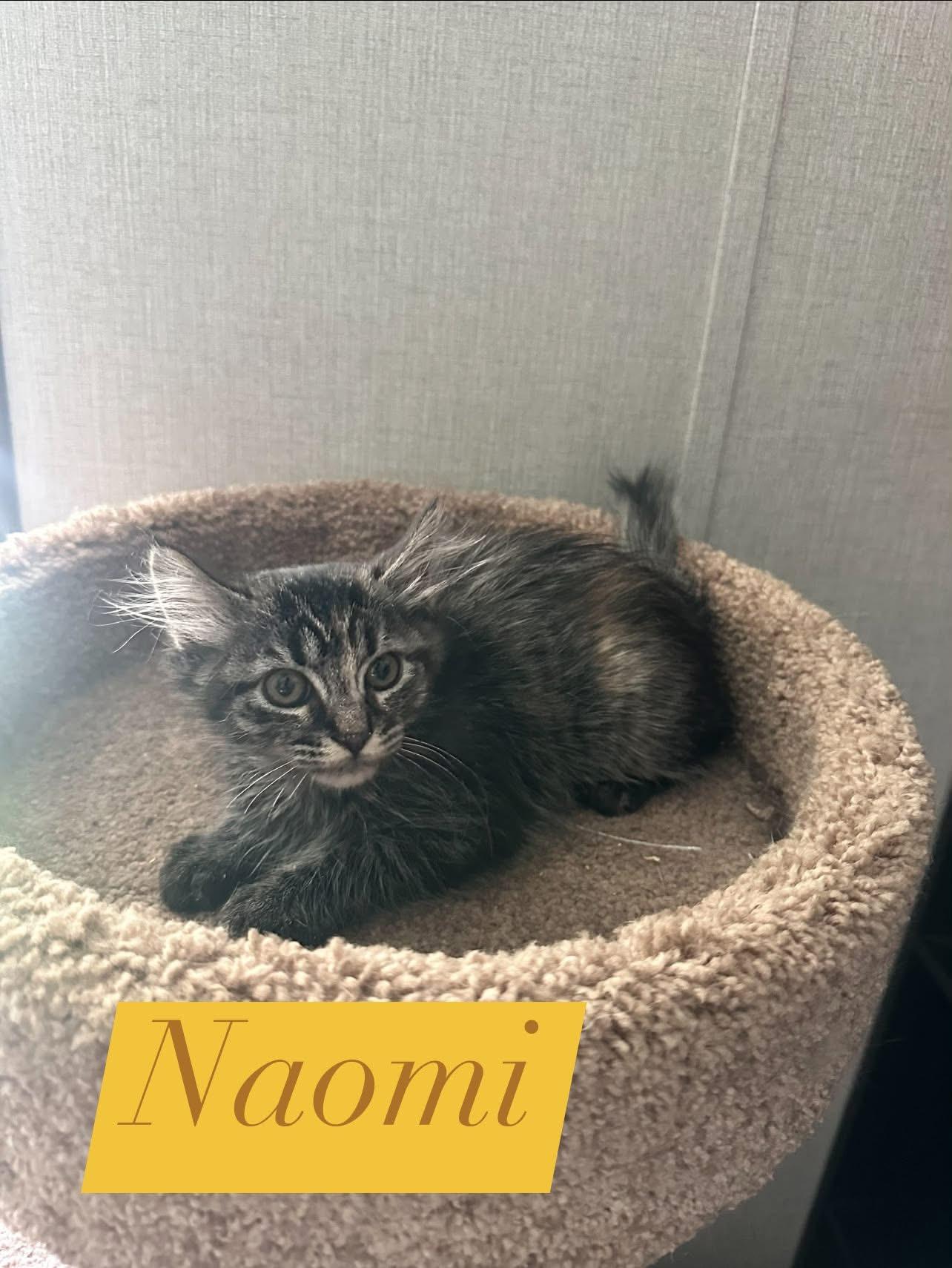 Naomi, a Adoptable Domestic Short Hair in Manhattan, KS image 3/3