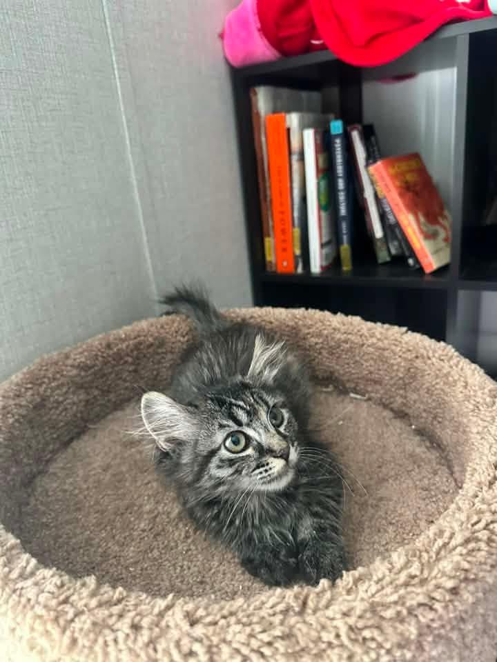 Naomi, Adoptable, Kitten Female Domestic Short Hair.