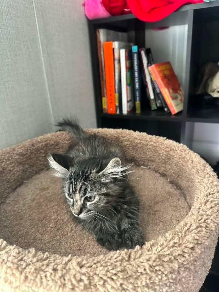 Naomi, a Adoptable Domestic Short Hair in Manhattan, KS image 2/3