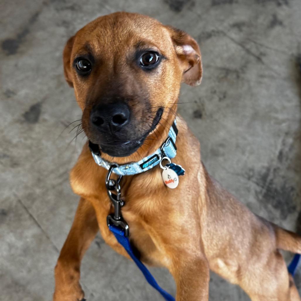 Kobe, Adoptable, Young Male Rottweiler & Mixed Breed.