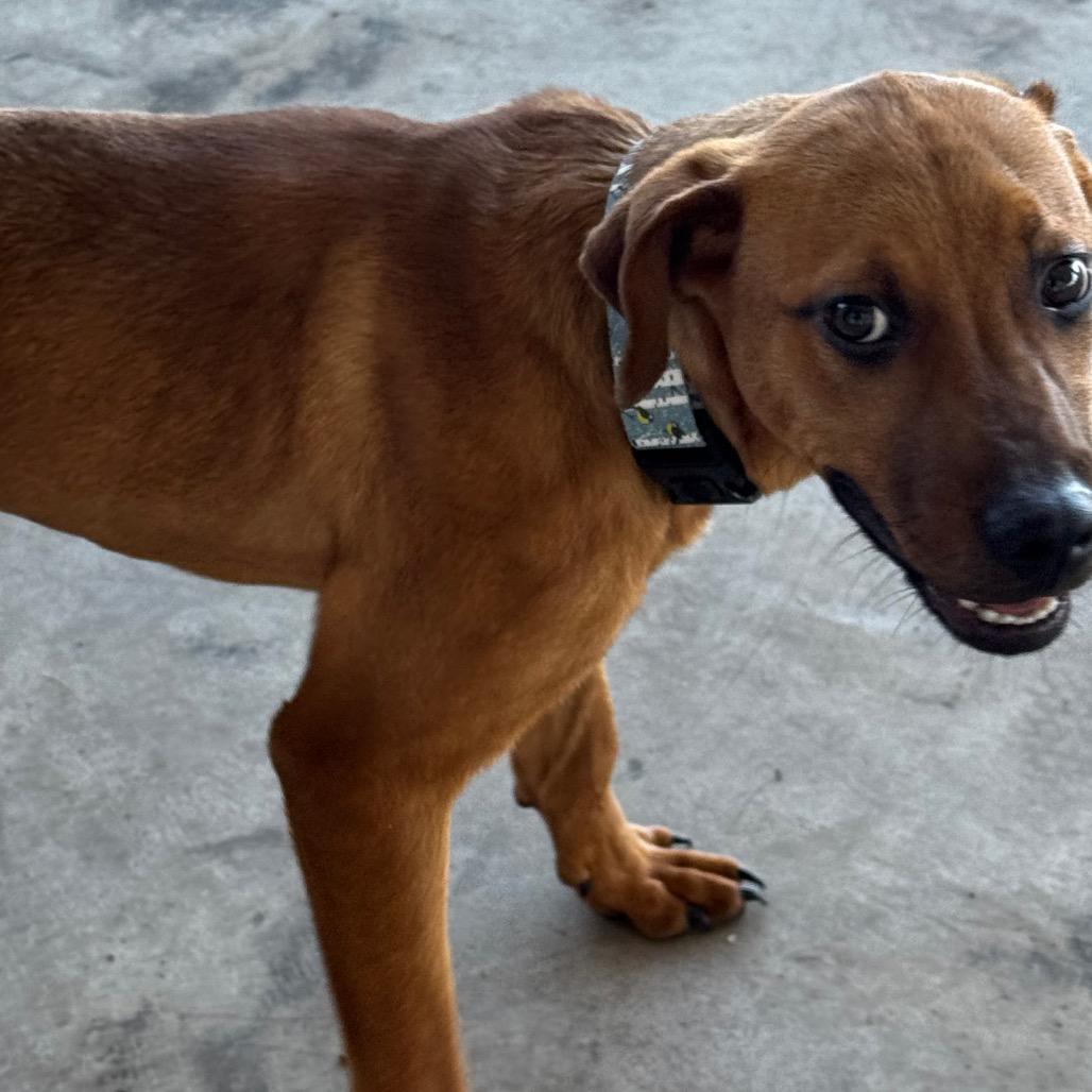 Enlarge Kobe, a Adoptable mixed breed in Clarksdale, MS image 2/3
