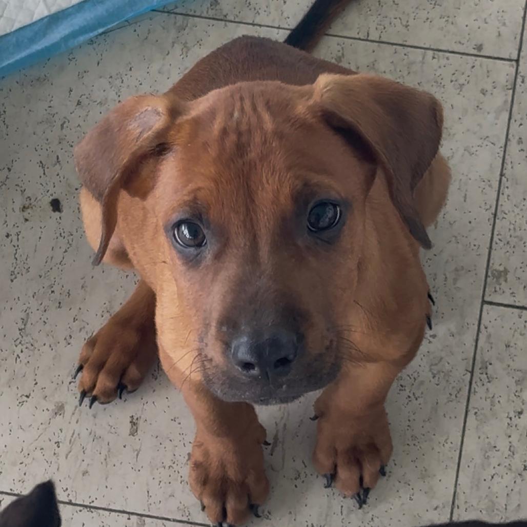Enlarge Kobe, a Adoptable mixed breed in Clarksdale, MS image 3/3