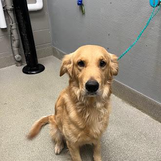CANELO, Adoptable, Young Male Golden Retriever.