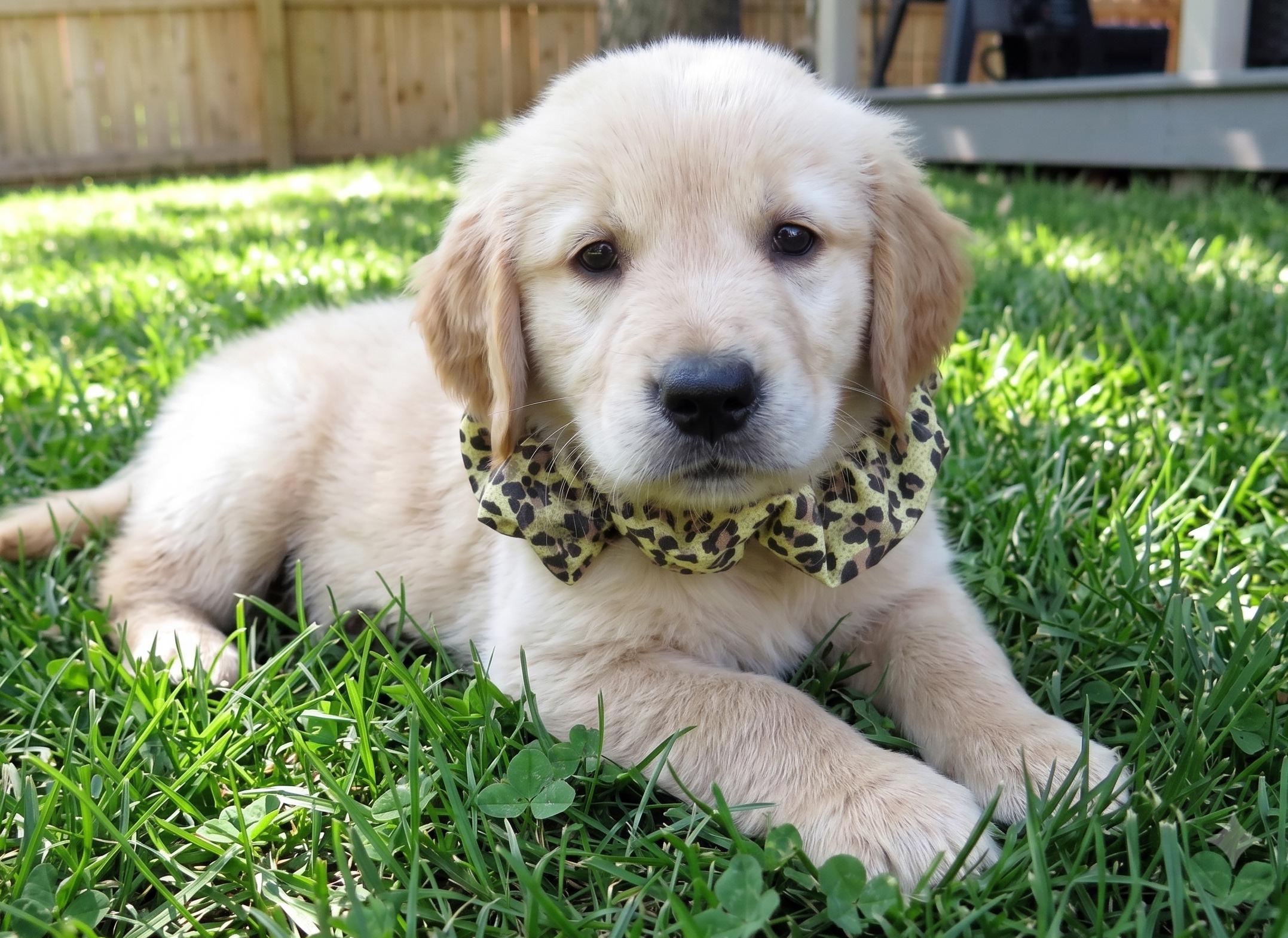 Enlarge Gabe, an adopted Golden Retriever in Crown Point, IN image 4/4