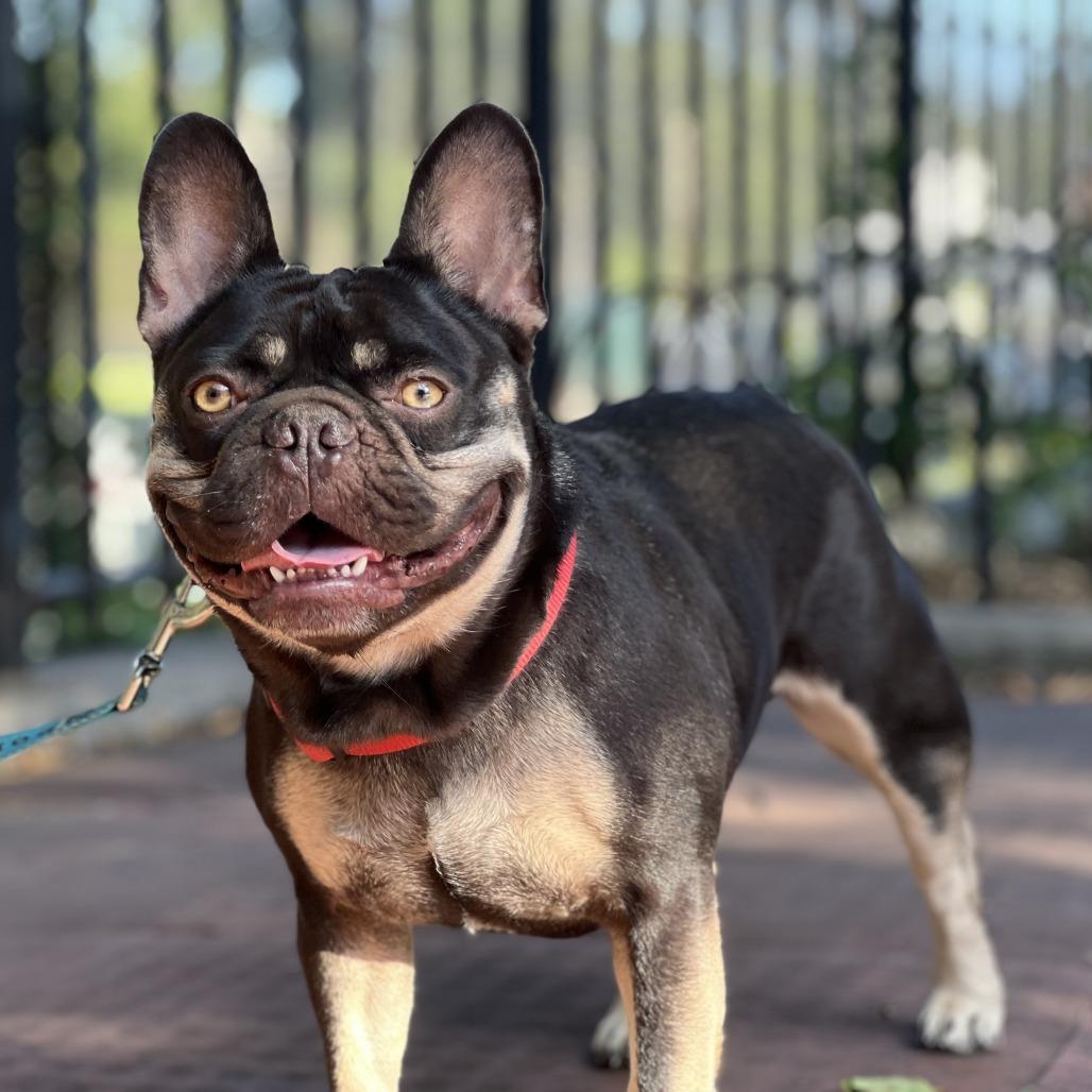 Enlarge Churro, a Adoptable French Bulldog in Brooklyn, NY image 1/6