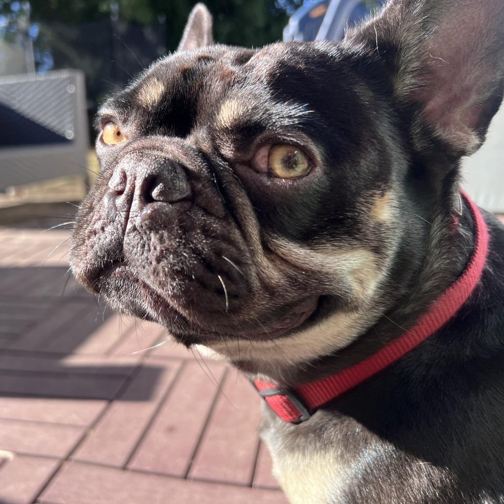 Enlarge Churro, a Adoptable French Bulldog in Brooklyn, NY image 2/6