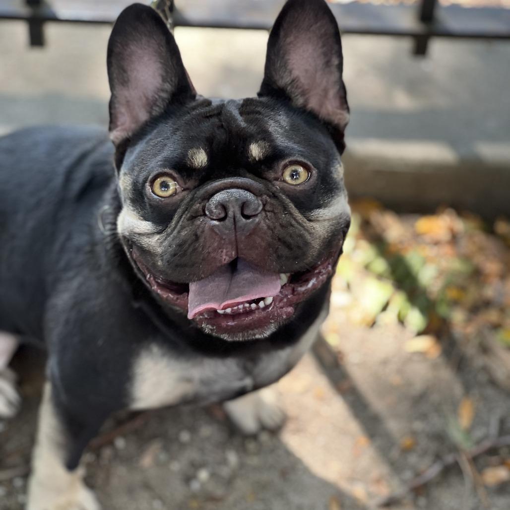 Enlarge Churro, a Adoptable French Bulldog in Brooklyn, NY image 3/6