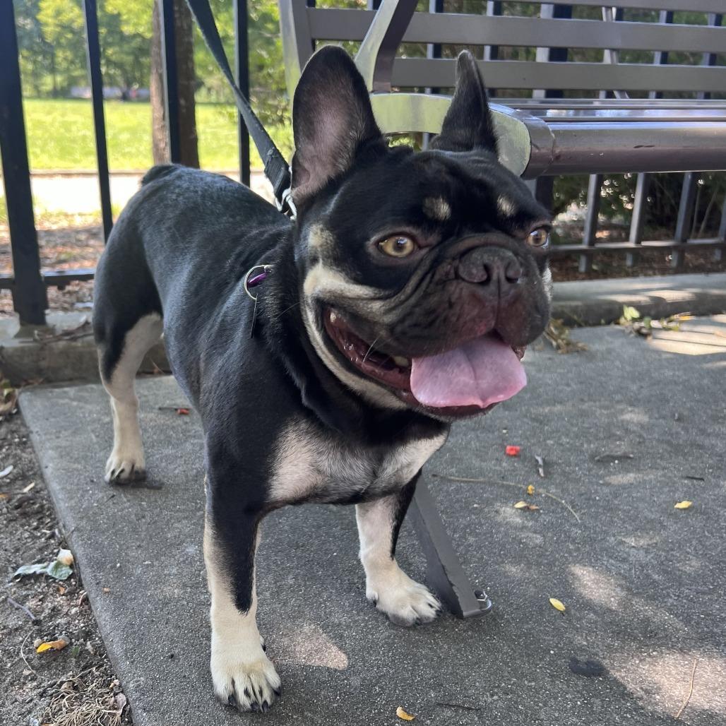 Enlarge Churro, a Adoptable French Bulldog in Brooklyn, NY image 4/6