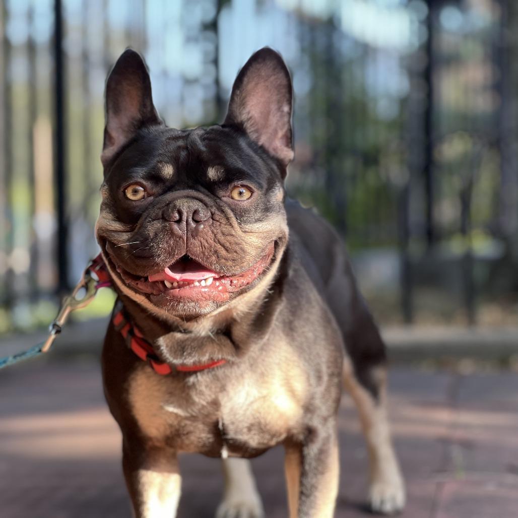 Enlarge Churro, a Adoptable French Bulldog in Brooklyn, NY image 5/6