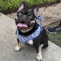 Enlarge Churro, a Adoptable French Bulldog in Brooklyn, NY image 6/6