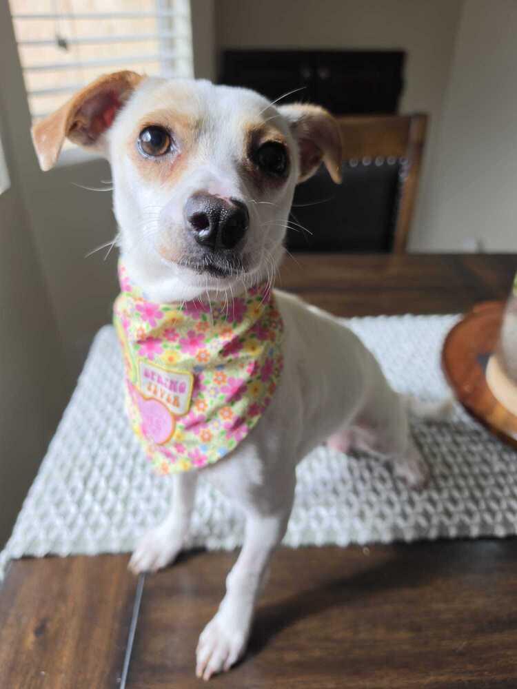 Dulce **Available for Foster-to-Adopt**, Adoptable, Adult Female Chihuahua.