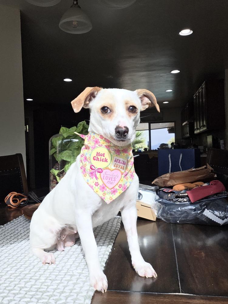 Enlarge Dulce **Available for Foster-to-Adopt**, a Adoptable mixed breed in New York, NY image 2/2