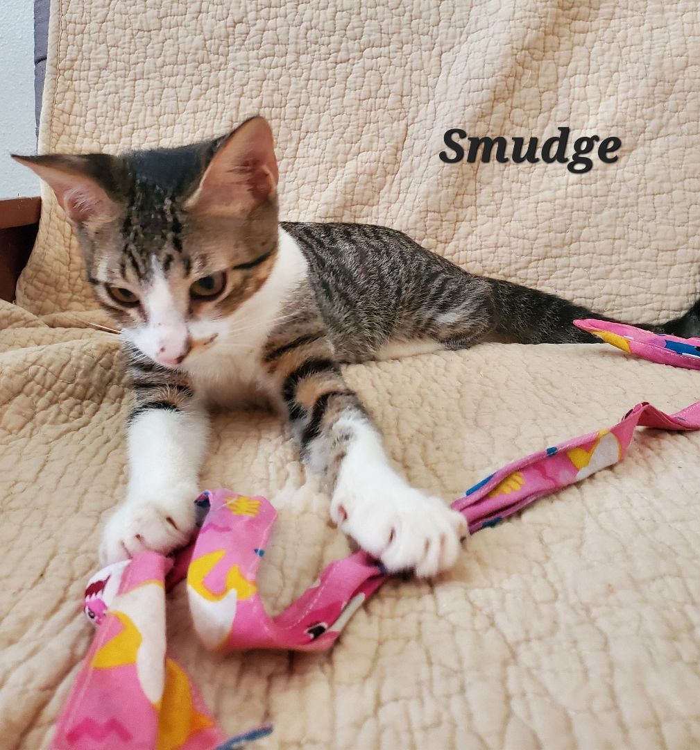 Enlarge Smudge, a Adopted mixed breed in Boston , MA image 2/2