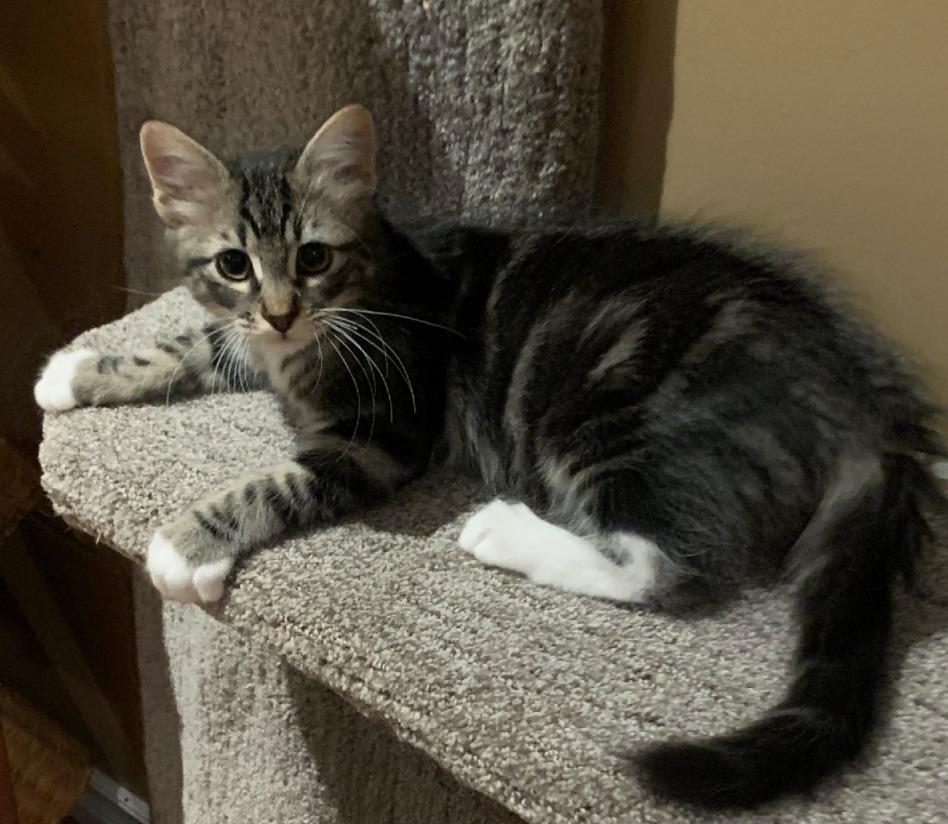 Mojo, adopted, Kitten Male Tabby.