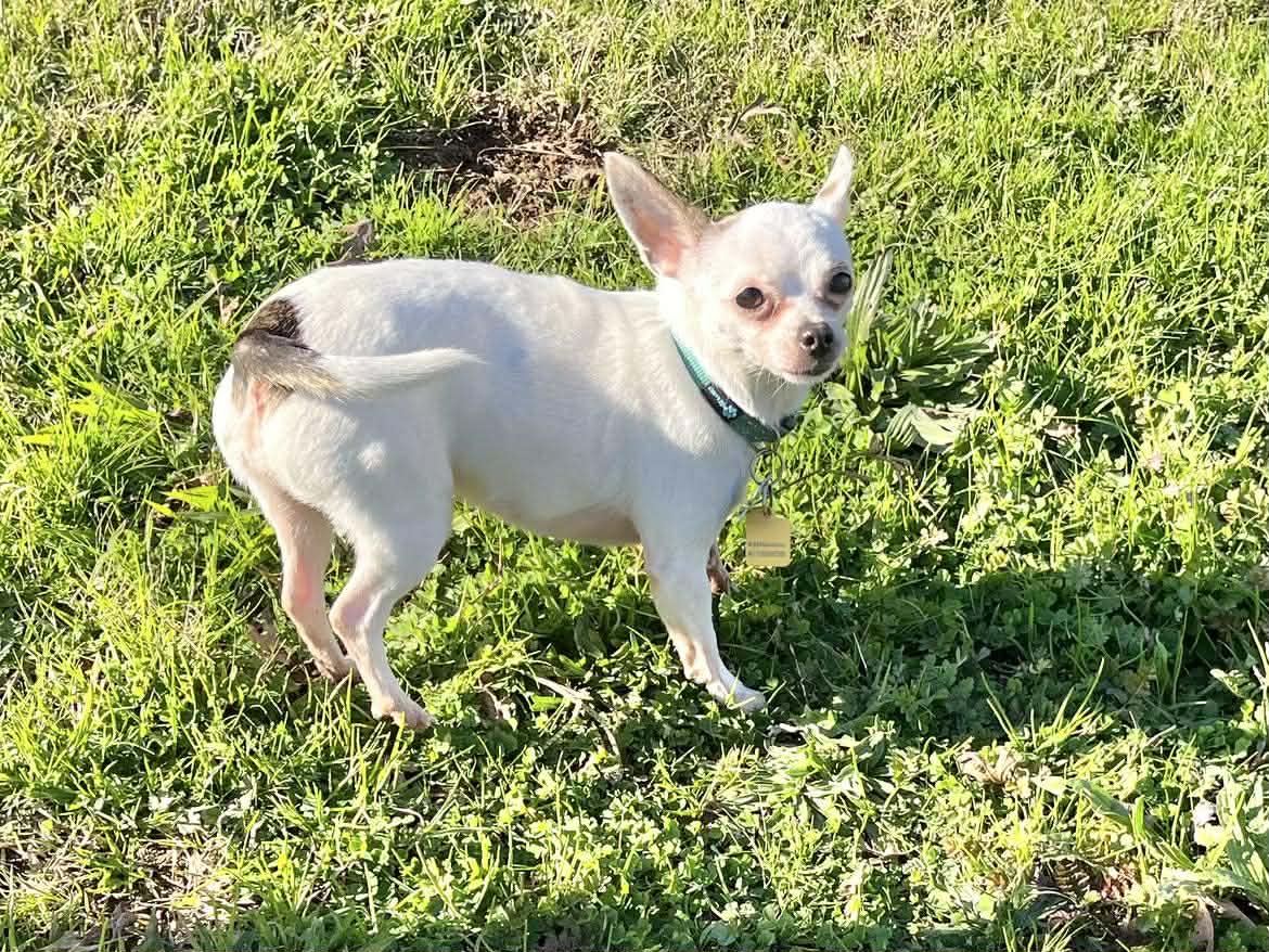 Enlarge Patches!, an adopted Chihuahua in Roseville, CA image 4/5