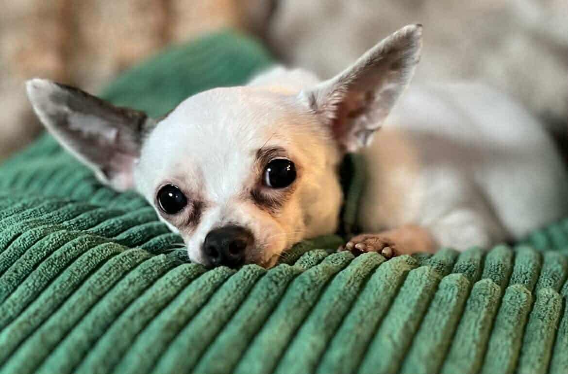 Patches!, adopted, Adult Female Chihuahua.