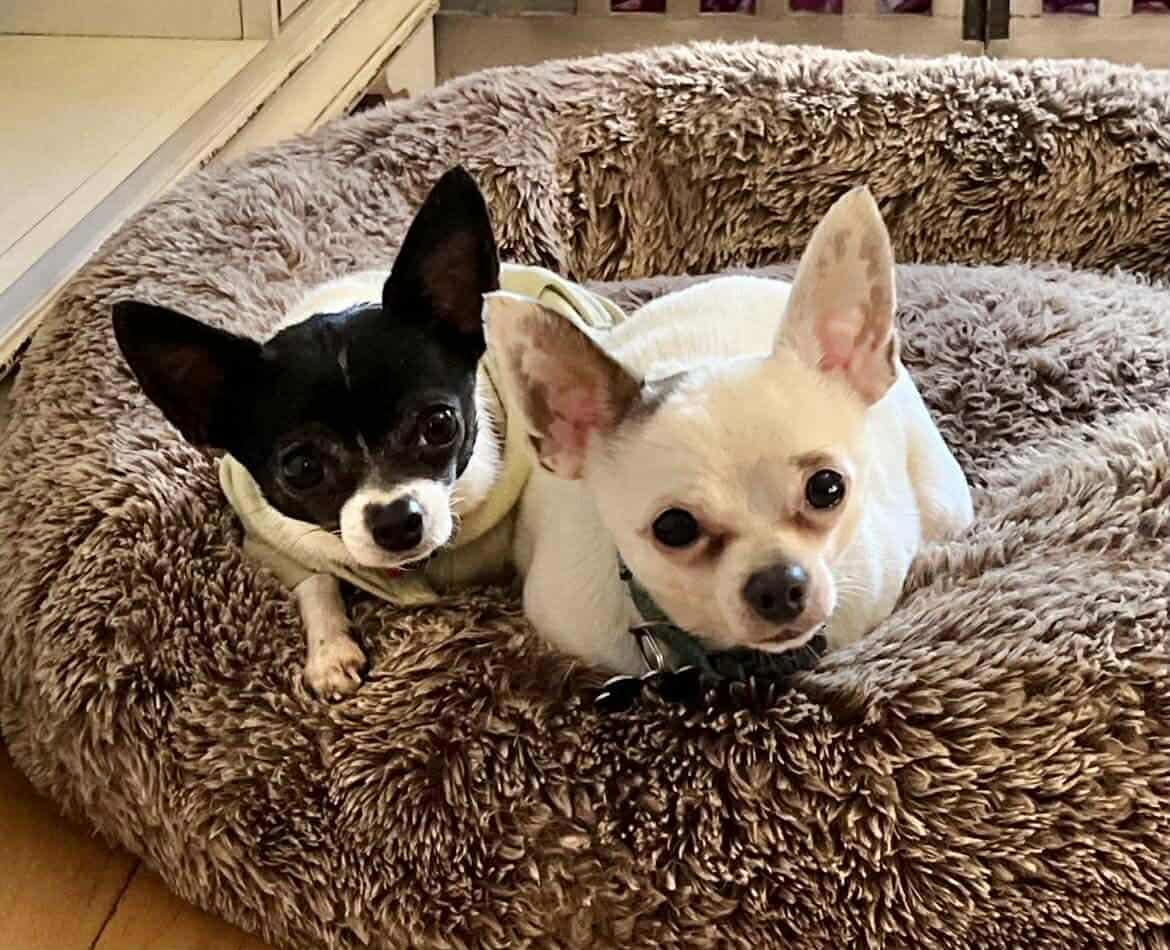 Enlarge Patches!, an adopted Chihuahua in Roseville, CA image 5/5