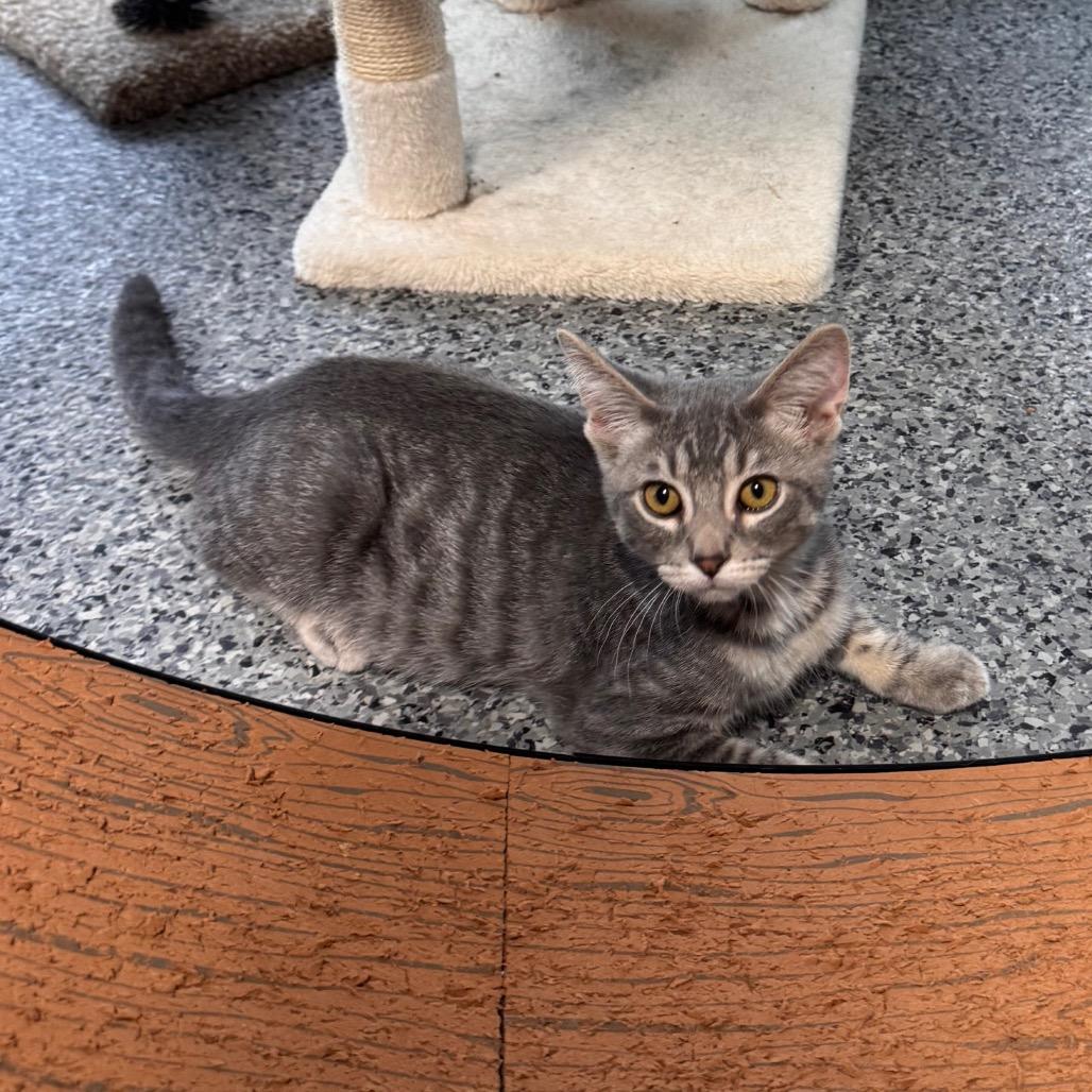 Enlarge Bosco, a Adoptable Domestic Medium Hair in Mondovi, WI image 1/5
