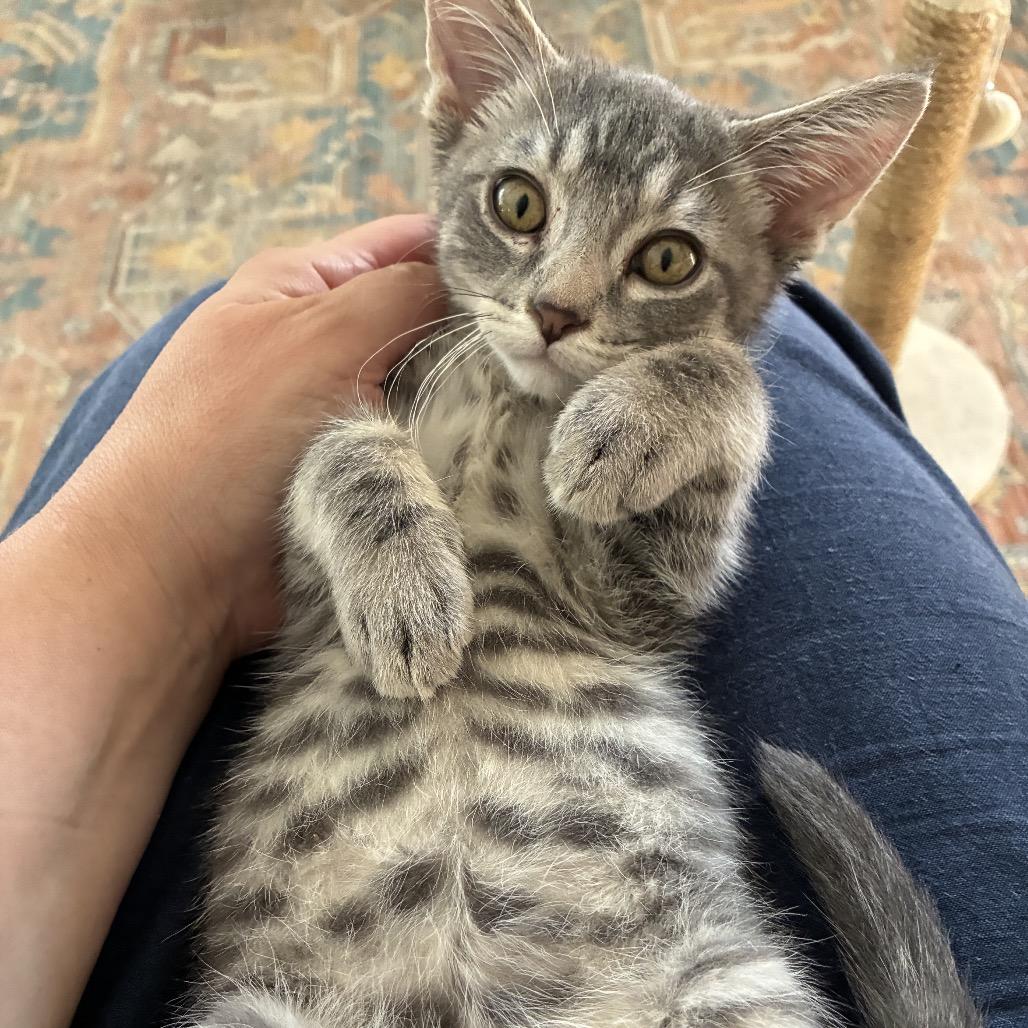 Enlarge Bosco, a Adoptable Domestic Medium Hair in Mondovi, WI image 2/5