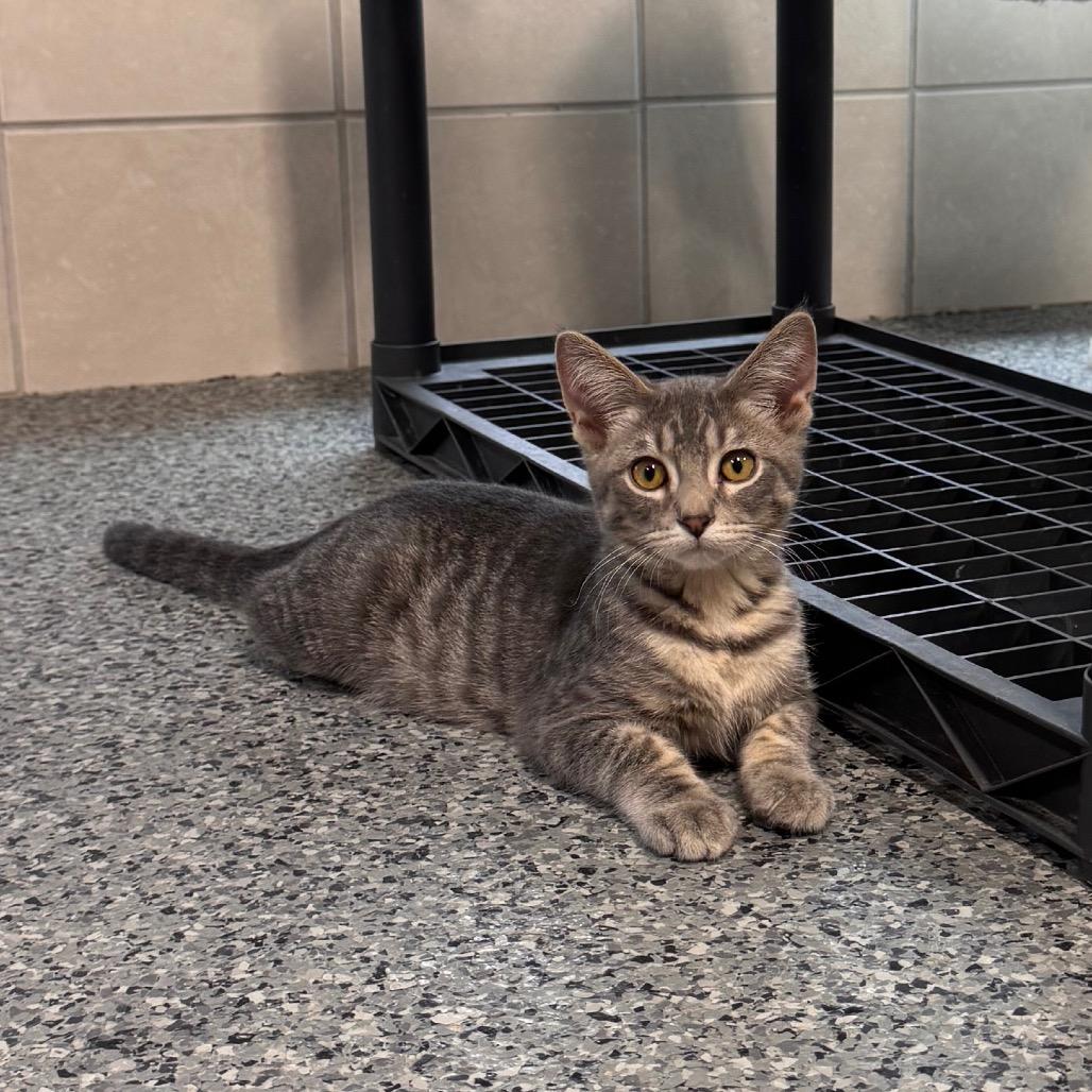 Enlarge Bosco, a Adoptable Domestic Medium Hair in Mondovi, WI image 3/5