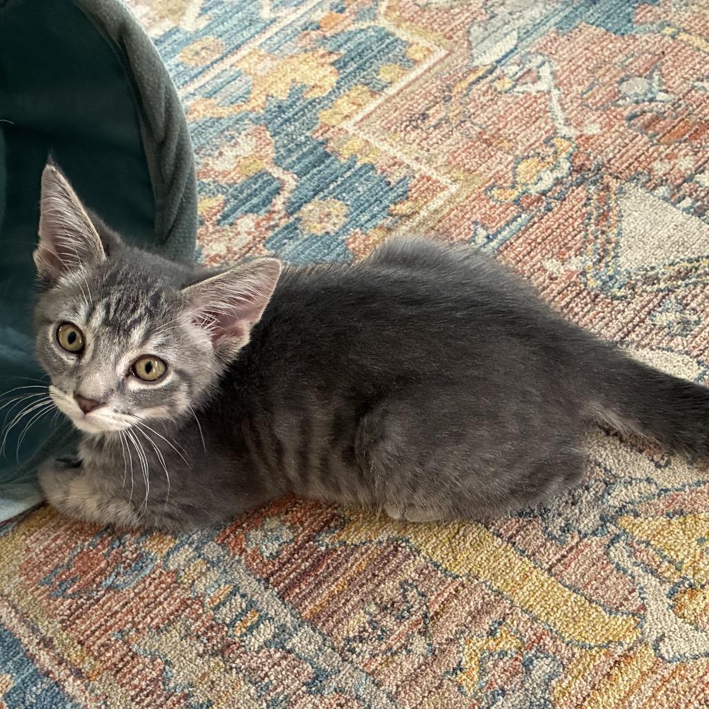 Enlarge Bosco, a Adoptable Domestic Medium Hair in Mondovi, WI image 5/5